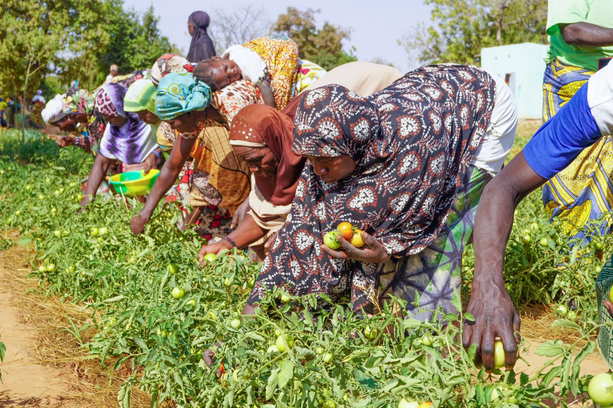 EPruscini's tweet photo. From watering to growing, from planting to flourishing 🌱 In #BurkinaFaso, WFP continues to pioneer water management for food security, all while supporting national plans and priorities. Today marks a milestone as we harvest the first batch of tomatoes in Reka! 🍅 https://t.co/tUgosRPVfp