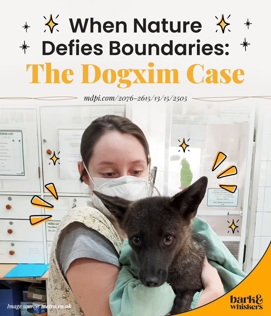 Meet Dogxim!✨ The World's First Confirmed Dog-Fox Hybrid! 🐕🦊

Learn more about her story in today's free article: bit.ly/49CXPd6

#Dogxim #Dog #Fox #HybridAnimal