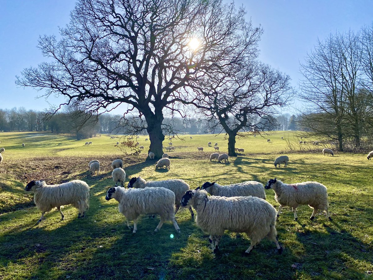 The sheep have just left Campbell Park, hope to see them again next year! 🐑 @scenesfromMK @mkfuturenow @DestinationMK @MKCommunityHub @TheParksTrust @My_MiltonKeynes @ourmiltonkeynes