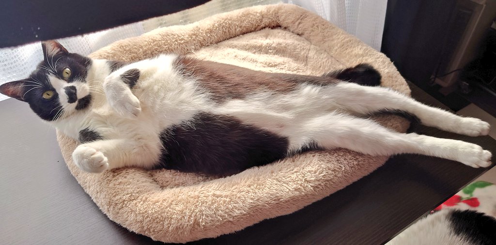 hao_rai's tweet photo. ライ君、長いね
猫は液体だよね
ライ君と出会って「こんな甘えん坊な猫おるんや！」と驚きました
お膝や肩にまで乗ってスリスリして全力で甘えてくる彼が可愛くて大好き
目が合うと必ず鳴きながら走って来て一瞬で甘えん坊モード入る所が流石w
#猫のいる暮らし #猫のいる幸せ #ハチワレ猫 https://t.co/yCZ1LBwoTo