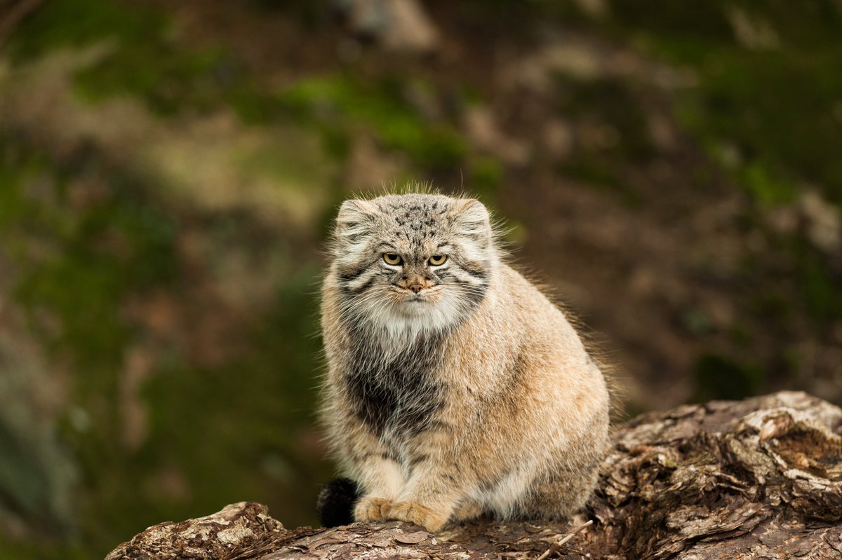 AMAZING NEWS FOR PALLAS'S CATS 🙌

The species has been recommended for listing under the CMS (Convention on Migratory Species) Appendix II and for addition to the CMS CAMI (Central Asian Mammals Initiative) 👇

#CMSCOP14 #NatureKnowsNoBorders 

📷 Norden's Ark