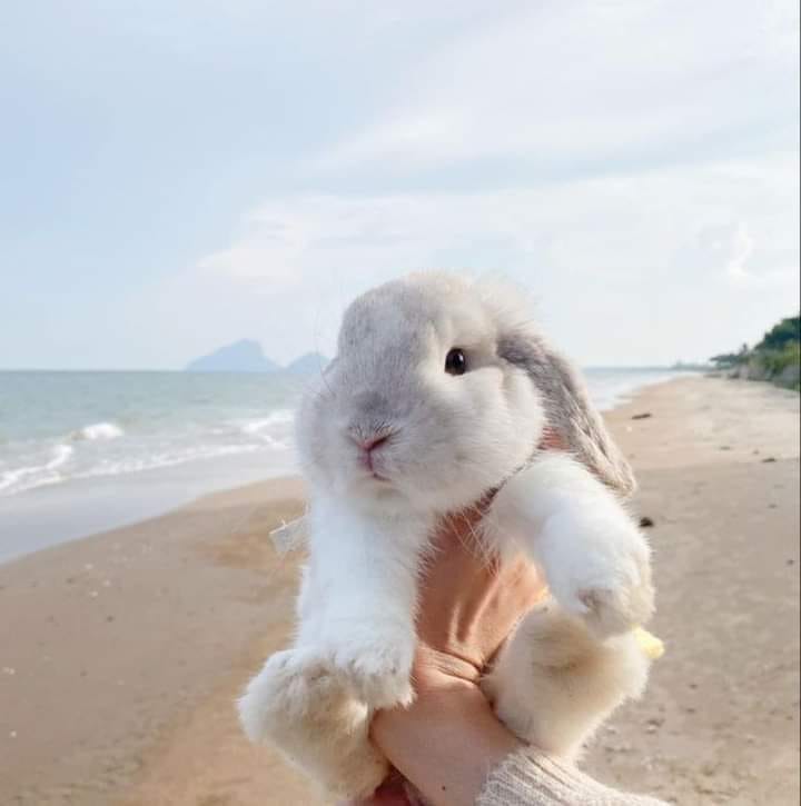 RabbitUnion tweet picture