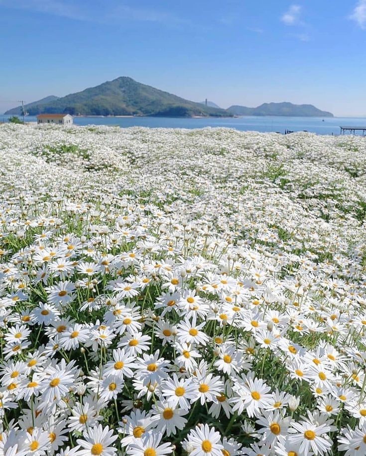 ”Ben yine de ısrarla senin bahçende büyümek isteyen bir papatya olacağım. Susuz kalsam da büyümek için uğraşacağım.”

Çalıkuşu | Reşat Nuri Güntekin