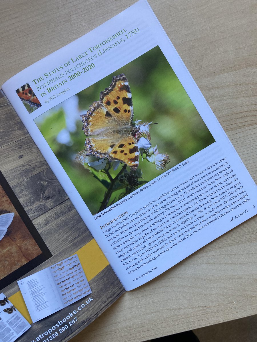 Sightings of Large Tortoiseshells (Nymphalis polychloros) have increased in the UK in recent years, leading to hopes that this species might be making a comeback. My recent article in @AtroposJournal summarises these changes and considers what could be driving them 👇