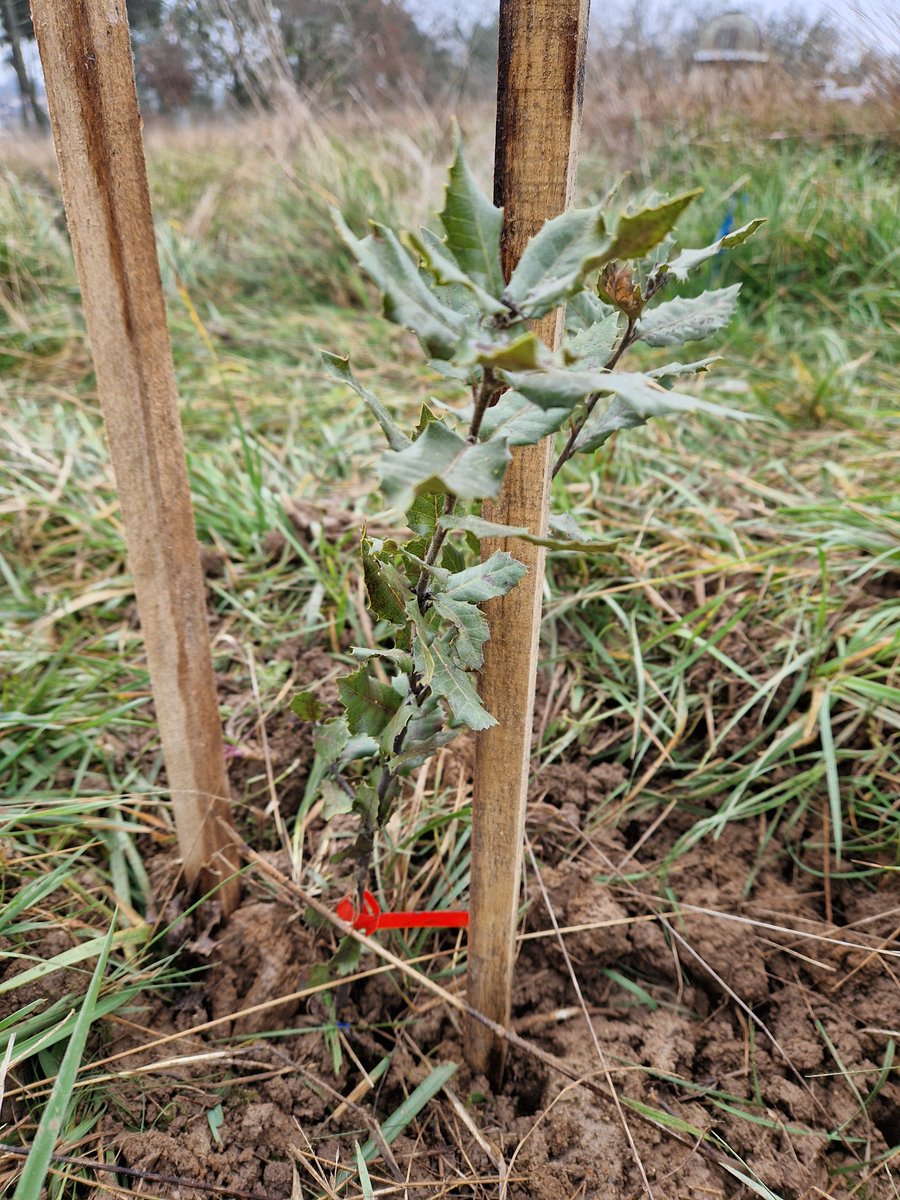 Forêt expérimentale de l'Université de Bordeaux tweet media