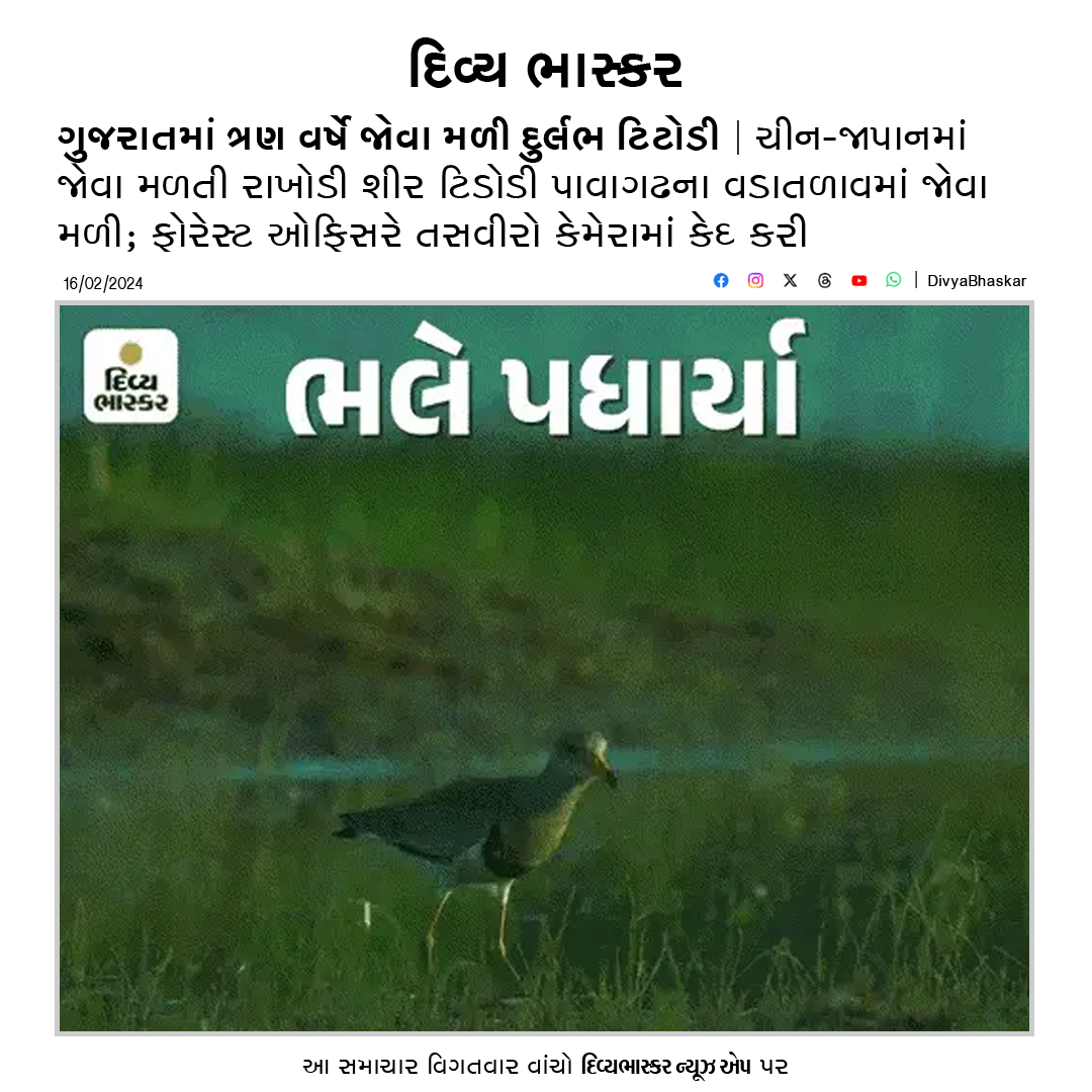 Divya_Bhaskar's tweet photo. ગુજરાતમાં ત્રણ વર્ષે જોવા મળી દુર્લભ ટિટોડી : ચીન-જાપાનમાં જોવા મળતી રાખોડી શીર ટિડોડી પાવાગઢના વડાતળાવમાં જોવા મળી - https://t.co/7hFJB8XKFa
#Gujarat | #Pavagadh | #Chinajapan | #Titodi https://t.co/op6gw8AFXl