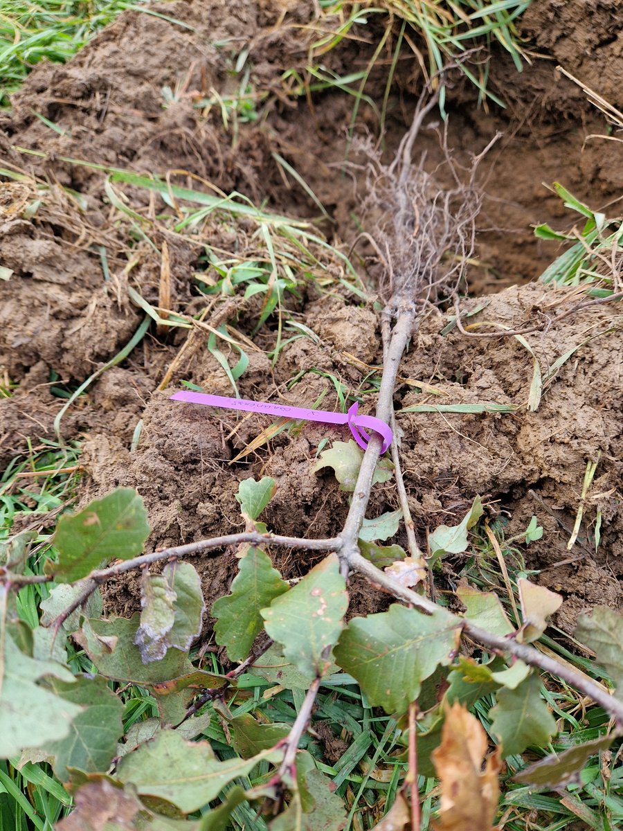 Forêt expérimentale de l'Université de Bordeaux tweet media