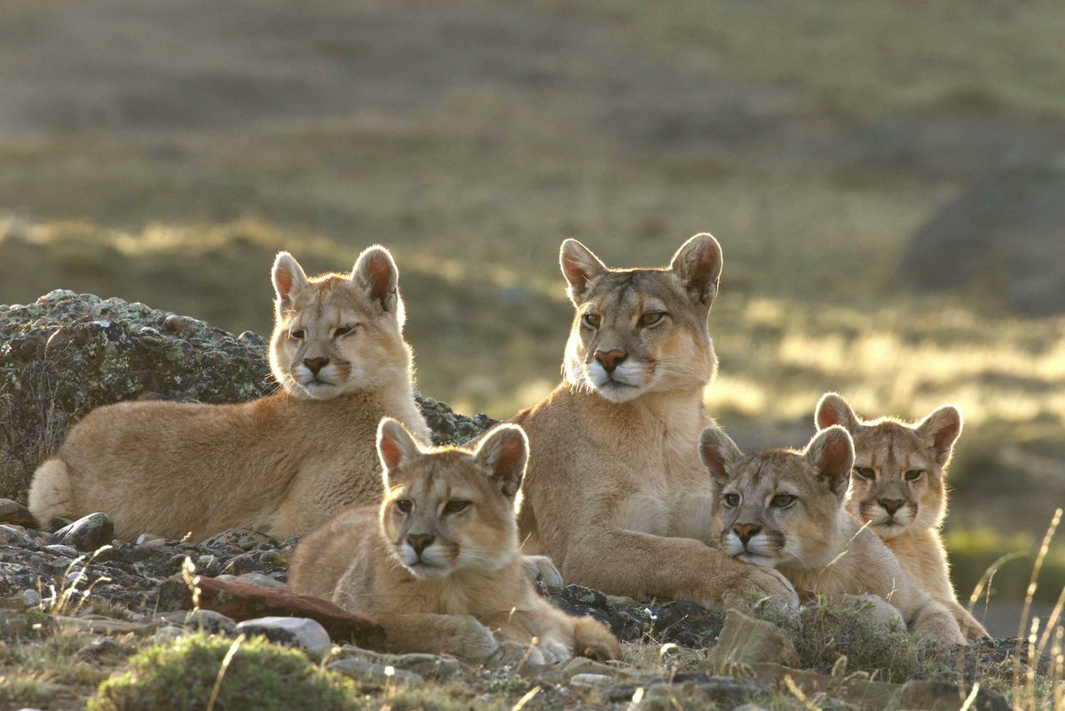 Rupestre and her cubs 🐆💕🐆🐆🐆🐆
#Pumas #FelineFriday #FridayFeeling #FridayVibes #NatureBeauty #WildlifeConservation