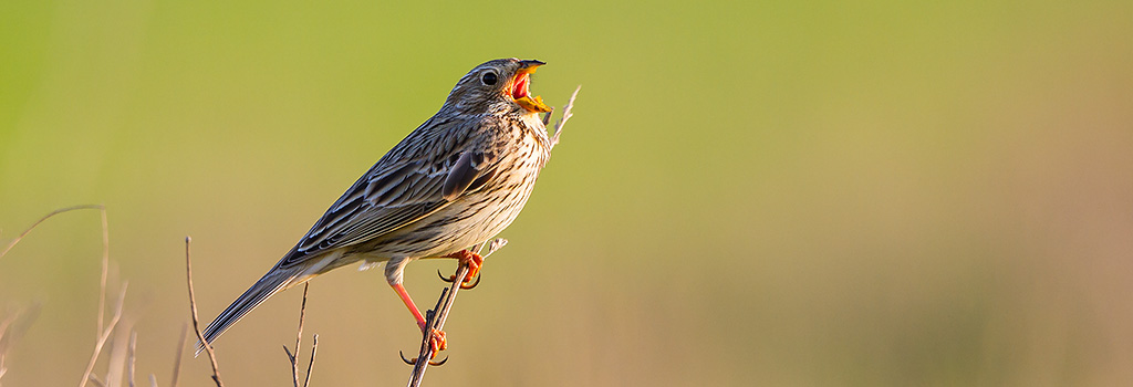 #Feldvögel sind besonders gefährdet - Grauammern waren einst flächendeckend im Tiefland verbreitet. Die vom Aussterben bedrohte Art überlebt heute bei uns nur noch, wo es Schutzmaßnahmen (z.B. Brachen) gemeinsam mit der #Landwirtschaft gibt.

4/7
📷Hans Glader