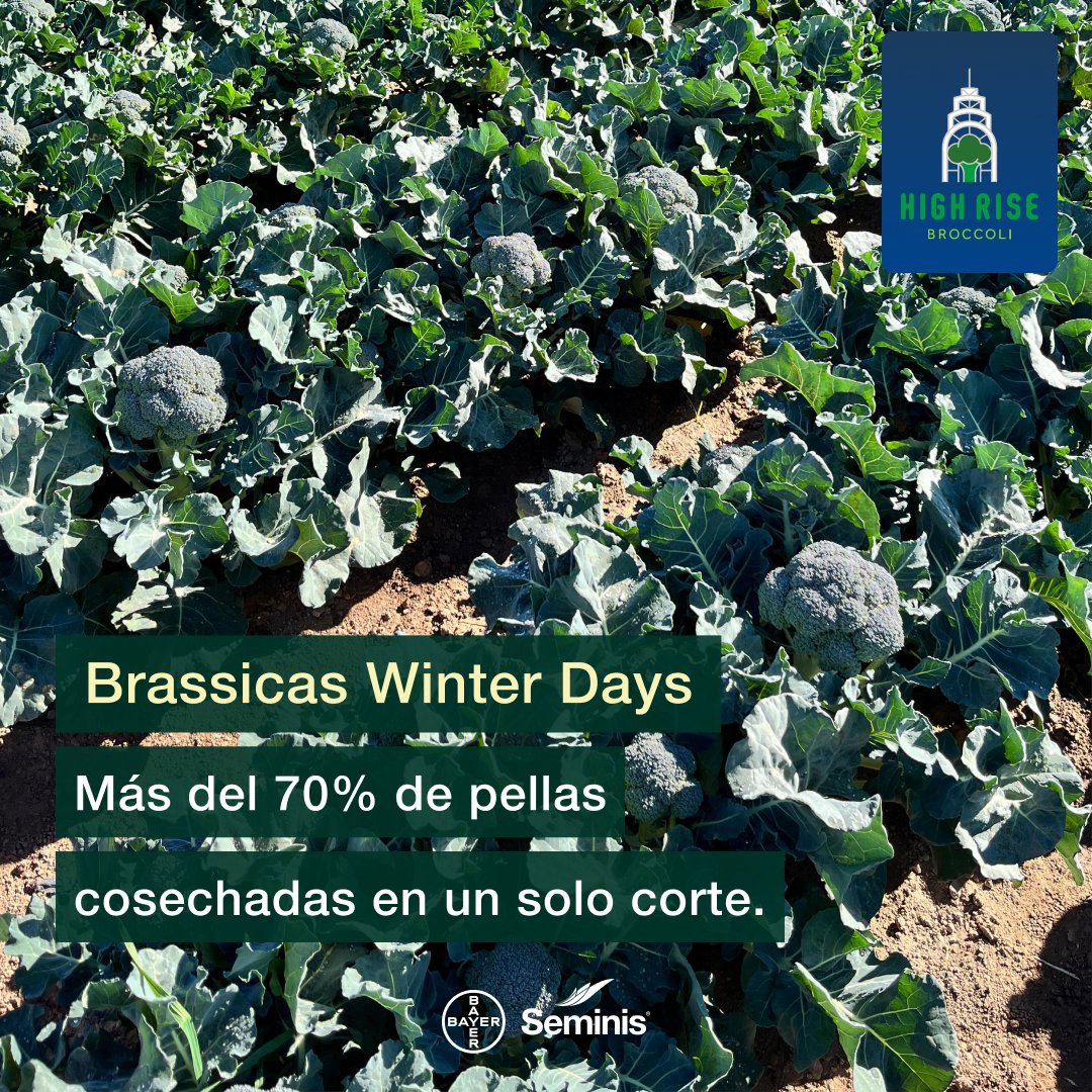 SeminisIberia's tweet photo. ANDERSIA es una variedad High Rise de #brócoli
⬆️🥦⬆️

👉🏻 Planta muy uniforme, de vigor alto y fácil recolección

👉🏻 Más del 70% de pellas cosechadas en un solo corte

👉🏻 Tallo limpio, grano fino, cabeza compacta

🆙 #ANDERSIA 🔝🥇 El primero en llegar a la industria

#seminis https://t.co/pwmNvUM6Kj