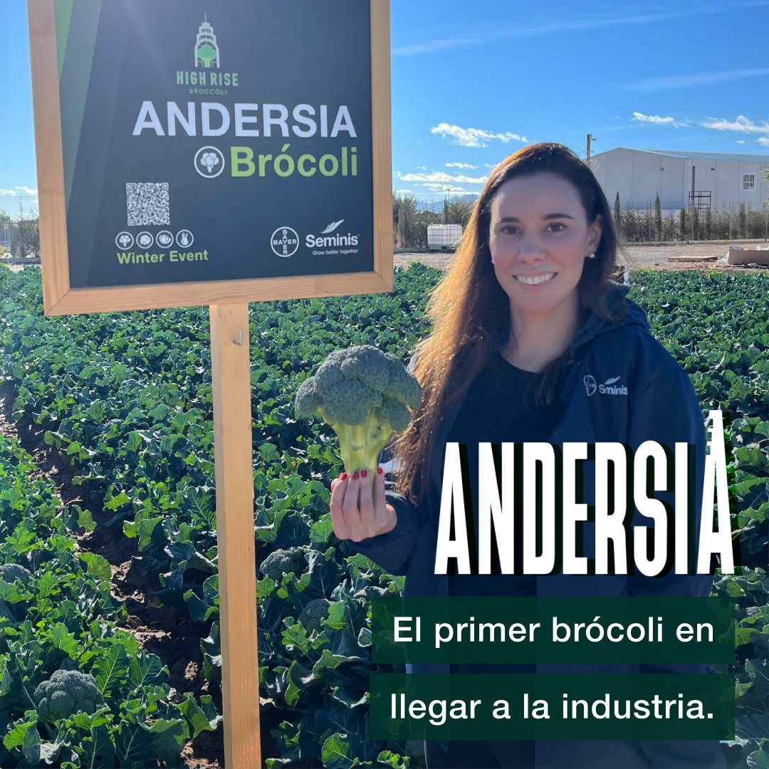 SeminisIberia's tweet photo. ANDERSIA es una variedad High Rise de #brócoli
⬆️🥦⬆️

👉🏻 Planta muy uniforme, de vigor alto y fácil recolección

👉🏻 Más del 70% de pellas cosechadas en un solo corte

👉🏻 Tallo limpio, grano fino, cabeza compacta

🆙 #ANDERSIA 🔝🥇 El primero en llegar a la industria

#seminis https://t.co/pwmNvUM6Kj