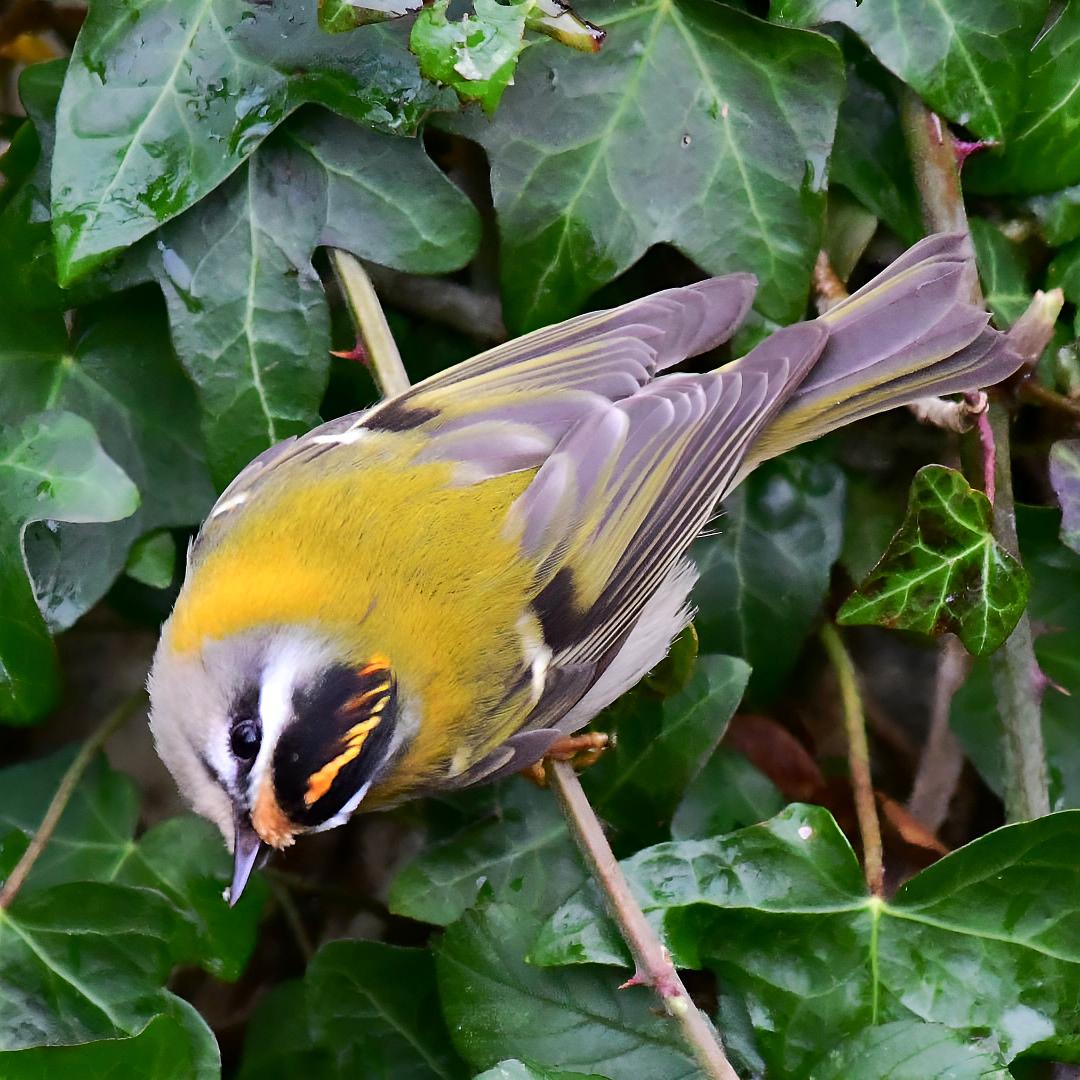Firecrest, this morning at Woodford Lodge, Chew Valley Lake