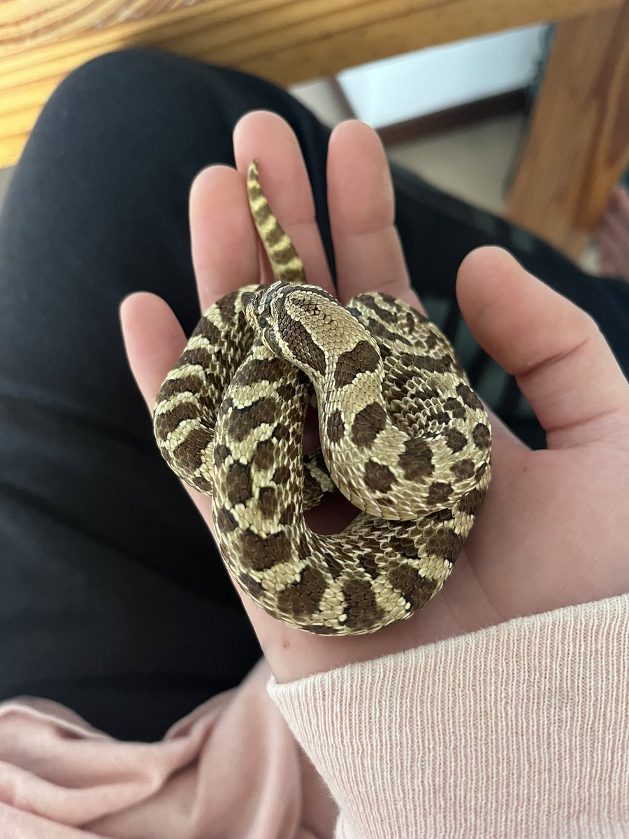 かわいい、、、、、、、
