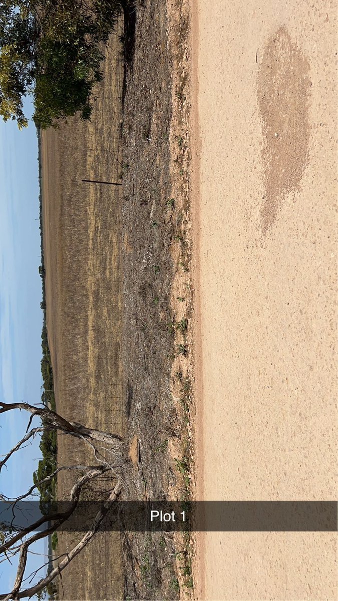 1/2 *Gazanias* I put out a herbicide screen in August to see what might offer control..after final assessments balance amine, paradigm lontrel amine and amine glean was the best..almost perfect. 
We need to do more research on timing and add.
Imi’s were terrible,