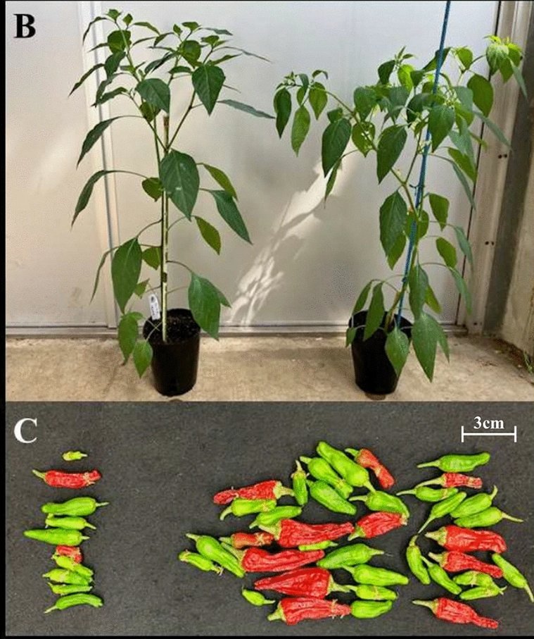 JGenPlantPathol's tweet photo. Published online: First report of potato spindle tuber viroid isolated from pepper seeds produced in Vietnam🌶️🧬
https://t.co/j7Gy8SdwGP
Get free full text with ID 1170🆓🔓
https://t.co/J8rEr9uvPL
#PlantPathology #PlantDisease #Viroid #PSTVd https://t.co/ef1su4DeQ0