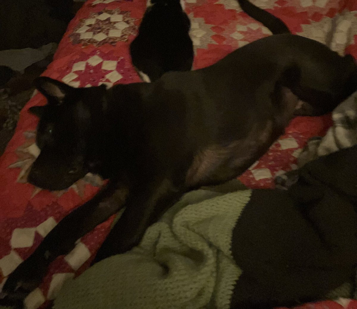 Senator_Wright's tweet photo. Currently sleeping in the top right hand corner of our bed because the pawdawans are too precious &amp; comfy to move. I tried asking politely to no avail. https://t.co/2Cnsa3gwvj
