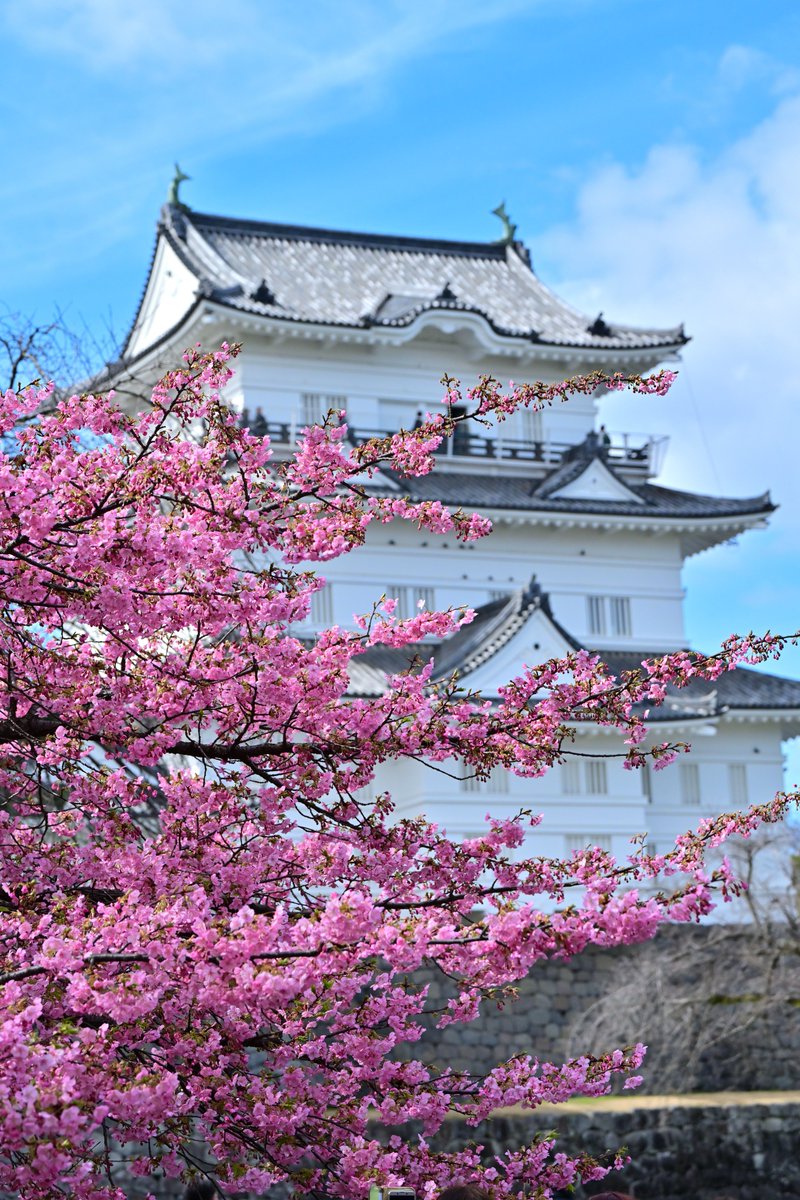 mhfLop's tweet photo. 小田原城の河津桜
昨日の春一番��梅は少し散ってましたが
城内は梅の香りがフワッと
漂いとても良い香りでした https://t.co/fpiK3dFSHB