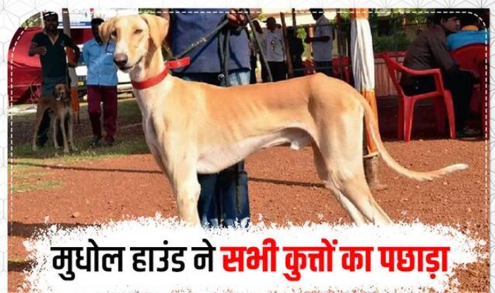 Mudhol Hound Riya clinches 1st place in tracking at the 67th AIPDM in Lucknow. A proud moment as an Indian breed dominates the #BSF_K9 scene for the first time!
#IndigenousDogBreed_Champion
#TejRan 
#Mudhol_Hound
#67_AIPDM_Lucknow