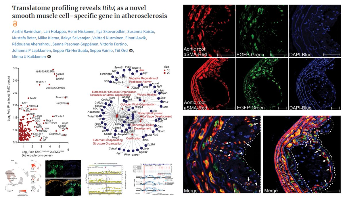 HaoYin20's tweet photo. αSMA+ #SmoothMuscleCell-TRAP;Ldlr−/−;ApoB100/100🐭▶️SMC Translatome in #Atherosclerosis
Novel atherosclerosis proteins
Spink5
Atp1a4
Gm13293
Hs6st2
Itih4
Smim3
Pcdh11x
No EndMT trait detected
@Aarthi_Ravindra @OrdTiit @KaikkonenLab #CardiovascRes 2024
https://t.co/mvYe2JnDaG https://t.co/V46mQRcdIF