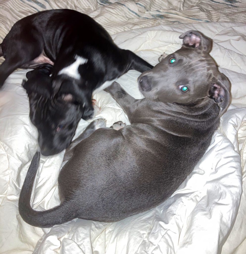 RicoStoaksJr's tweet photo. Grace and max 🐾 https://t.co/g6w9Qqp8dH