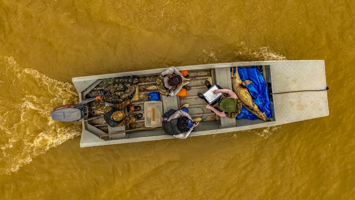 El río Amazonas podría verse alterado para siempre por el cambio climático, según la revista 'Science'. ⛈️Inundaciones y sequías extremas podrían convertirse en el nuevo escenario del Amazonas, lo que desafiaría a las poblaciones ribereñas y su ecosistema. tinyurl.com/2cwp524x