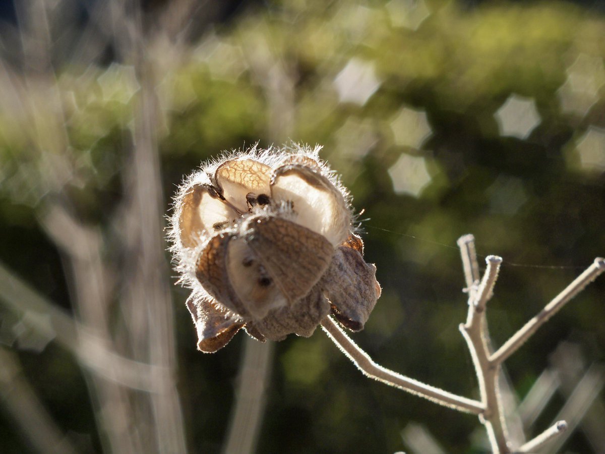 takuya_akiyama's tweet photo. 2024/02/16 15:41 #枯れ芙蓉
OLYMPUS E-PL2/INDUSTAR 61 L/Z MC 50mm F2.8
ISO200,F8,露出1/200,補正+0.3
#olympus #EPL2 #INDUSTAR #M42 https://t.co/wrAluf1bp8