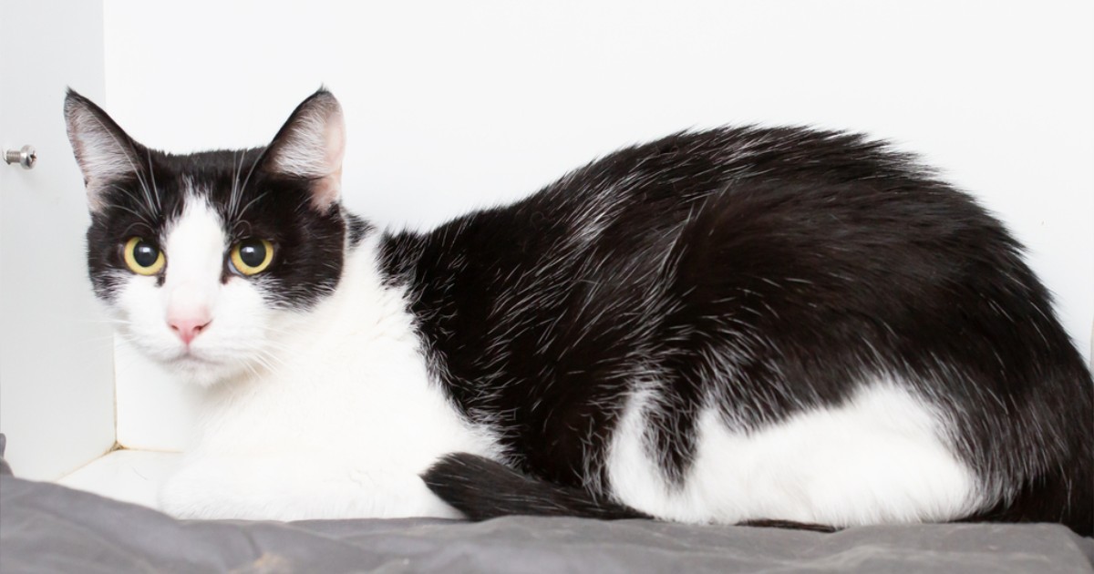 At only one year old, Harriet has been waiting for a home for 96 days. 😿 She's a true sweetheart with an affectionate nature and adores head rubs and ear scratches. 🤗

For more on Harriet please visit - bit.ly/AWLQHarriet