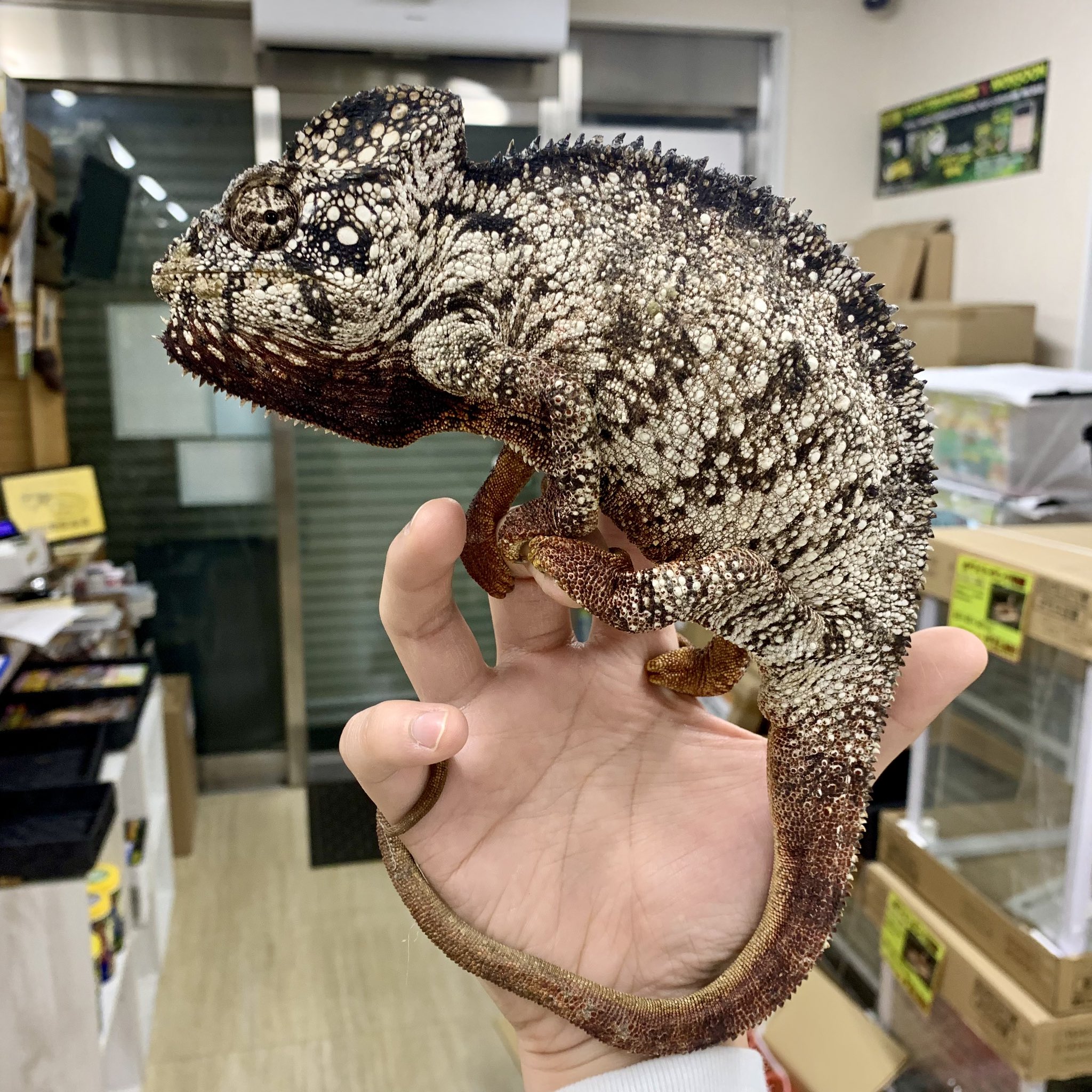 カメレオンショップ様★専用ページ 沖縄のパンサーカメレオンファンの皆さまへの販売情報です。人気