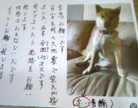 anicom_inc's tweet photo. 【迷子情報】
2024年1月2日　石川県白山市鶴来付近で柴犬の令四(レイヨン)ちゃんが地震の影響で迷子になってしまいました。
毛色は茶色で、赤い首輪をしているの男の子です。

お心当たりのある方はどうか情報をお寄せください！

令四(レイヨン)ちゃんの情報はこちら
https://t.co/jbGqxKdKxN https://t.co/hpvbEgCuBm