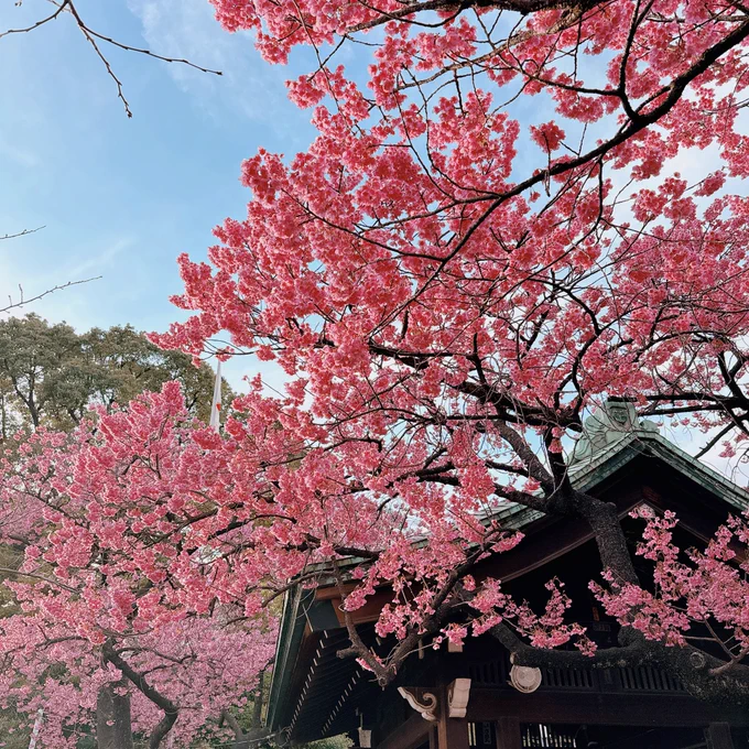 寒緋桜とメジロ 
