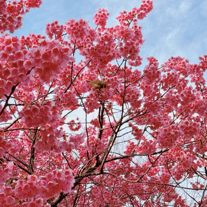 寒緋桜とメジロ 