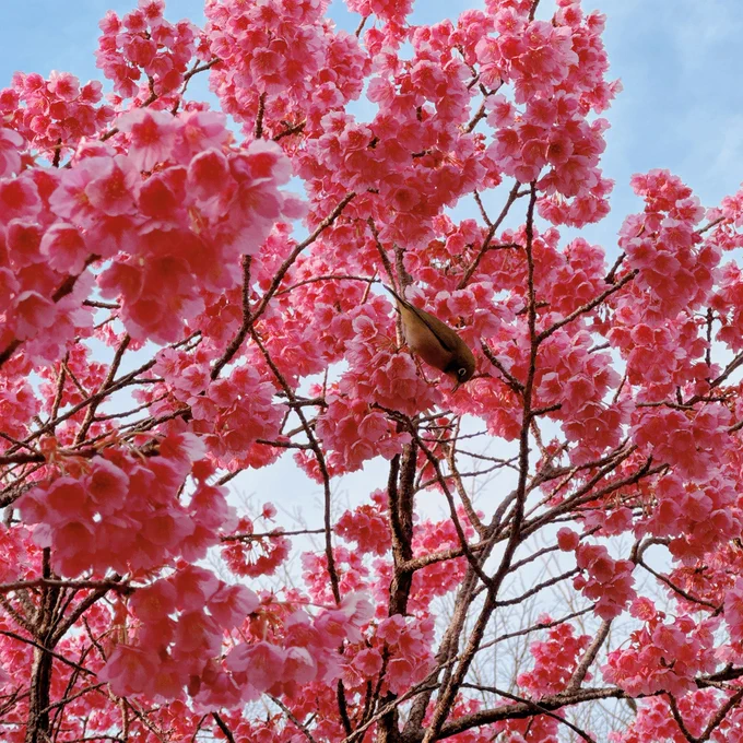 寒緋桜とメジロ 
