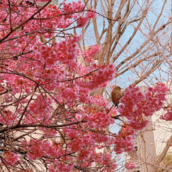 寒緋桜とメジロ 