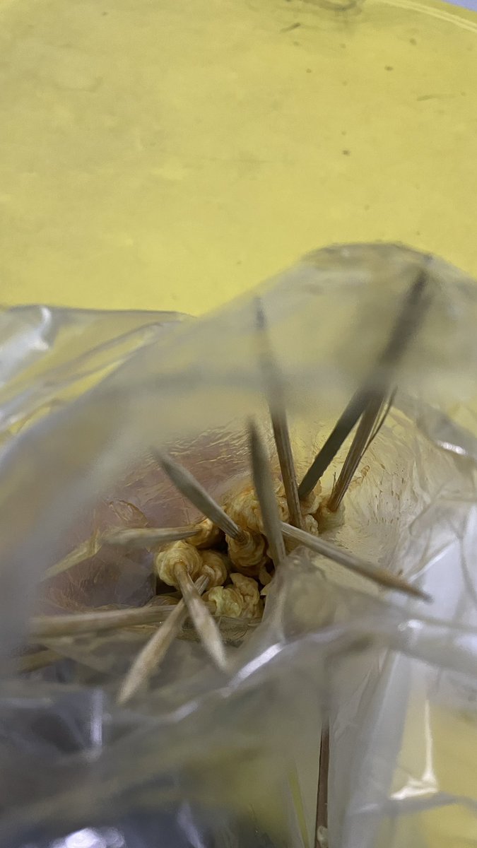 I Gusti Ayu Surya Nirmala tweet media