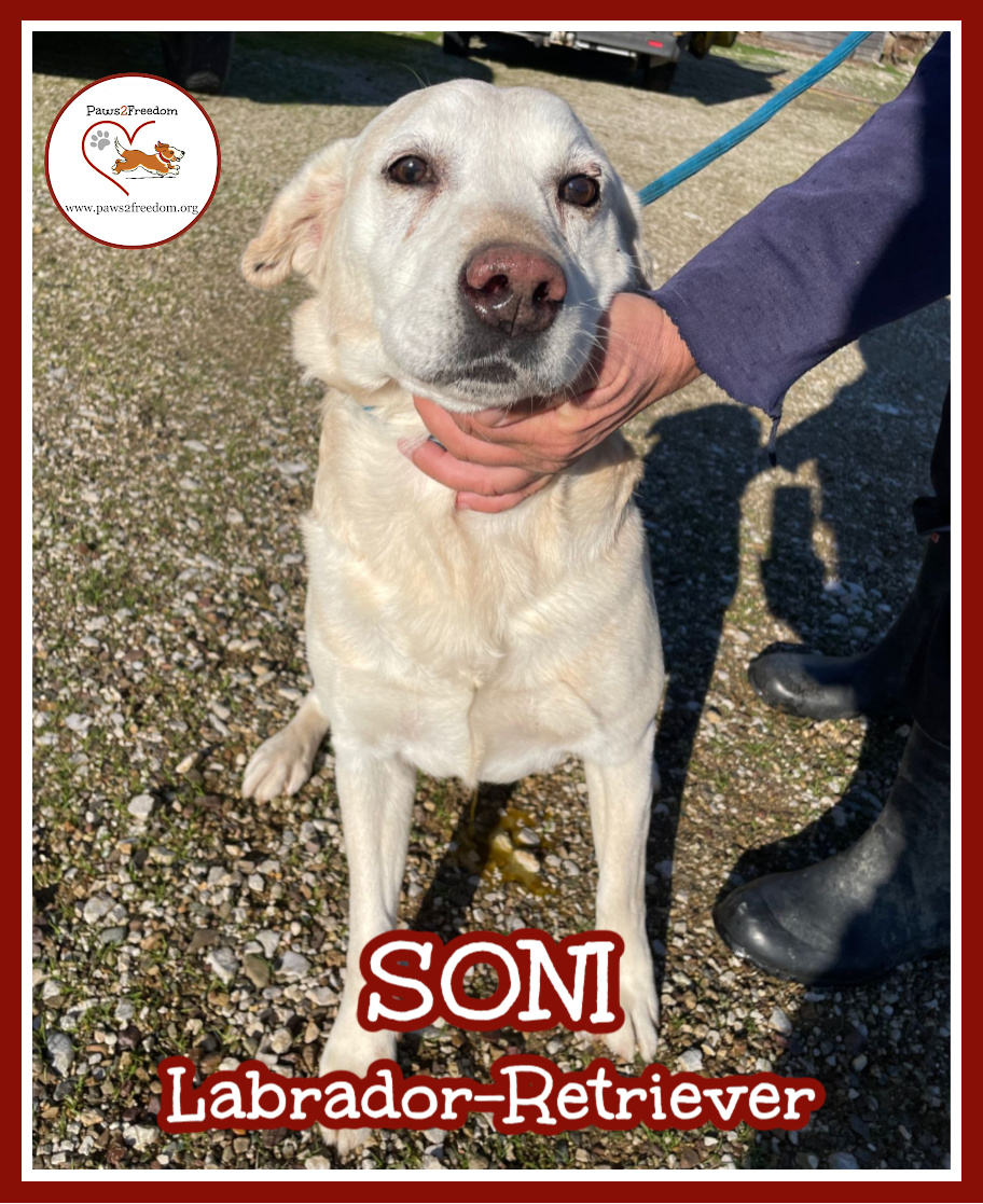 Paws2Freedom's tweet image. Hi, my name is Soni, I'm a beautiful Labrador Retriever, and I’m looking for my forever home. Will you love me and let me love you? I know my human family is out there. Please contact paws2freedom.org/contact and bring me home. Thank you xxx #dogrescue #dogfoster #Cornwall #Devon