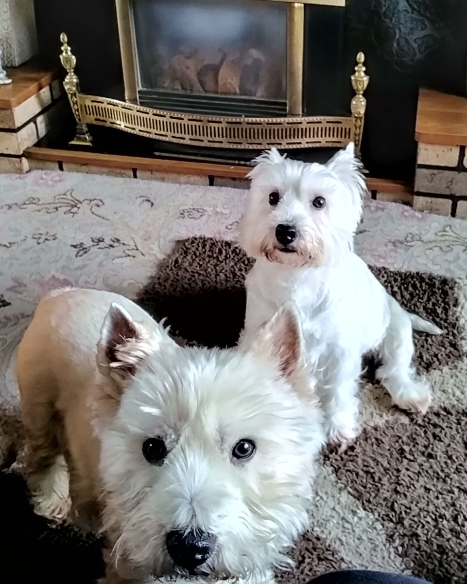 @MacgregorWestie Excellent westitude McGregor, have to show him how fierce you are 🥰 love Harry and Vivianne 💕💞💓💖💝💗😍🥰🐾🐾