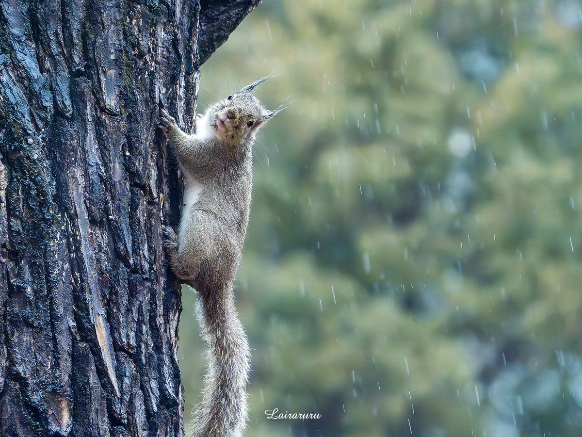 雨の日☔🐿
お耳が鬼さんの角の様にツンツンとなり👹
お顔がドロンコになる日。

可愛い😍😍😍

#ニホンリス　
#squirrels