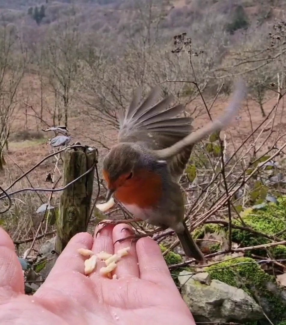 brenda_lakeland's tweet photo. #FerociousFriday don't believe me? That's because, minutes before, you didn't see Mr. Cute knock 7 bells out of a little dunnock https://t.co/YkY3LIs2dt
