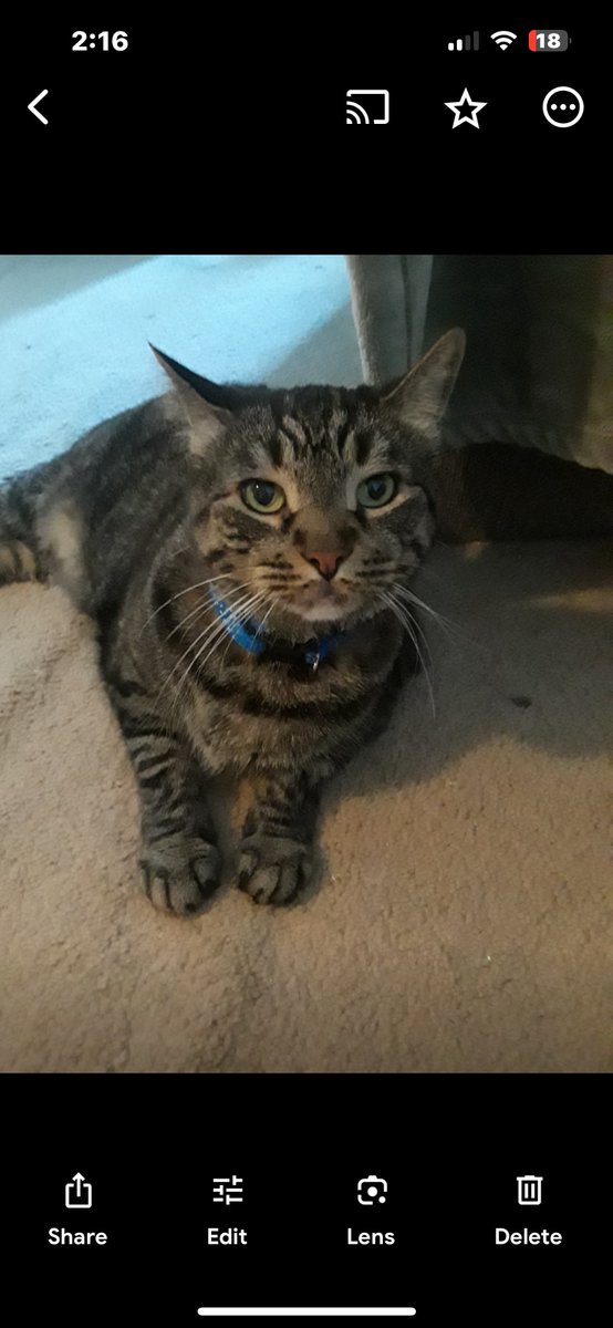 Please vote for Tazzy to win the KingPet Cat Contest 

kingpet.com/cat/4781269706… #KingPet