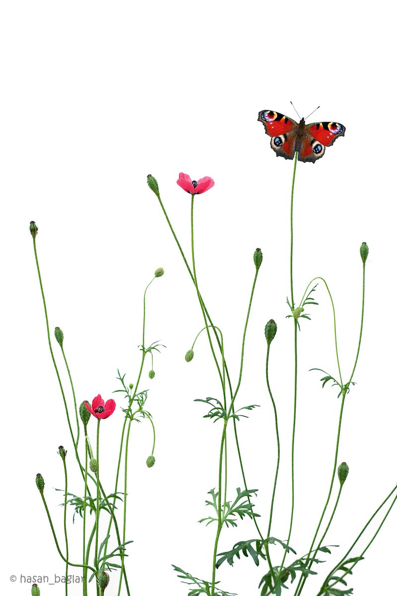 Tavus Kelebeği #haftanınkelebeği #butterfly #butterfliesofturkey #stillife #macrophotography #closeup #natureart