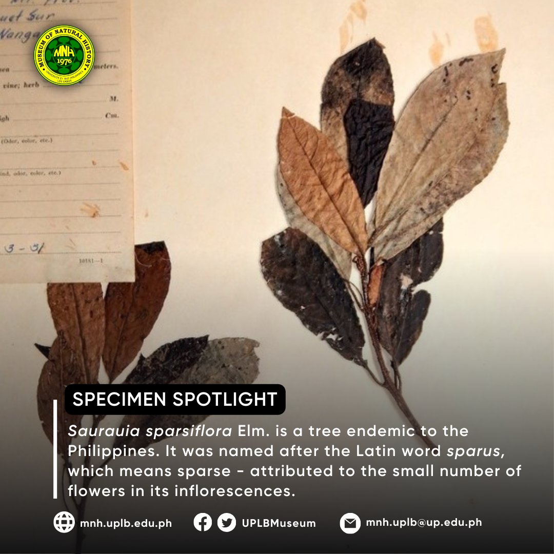 UPLB Museum of Natural History tweet media