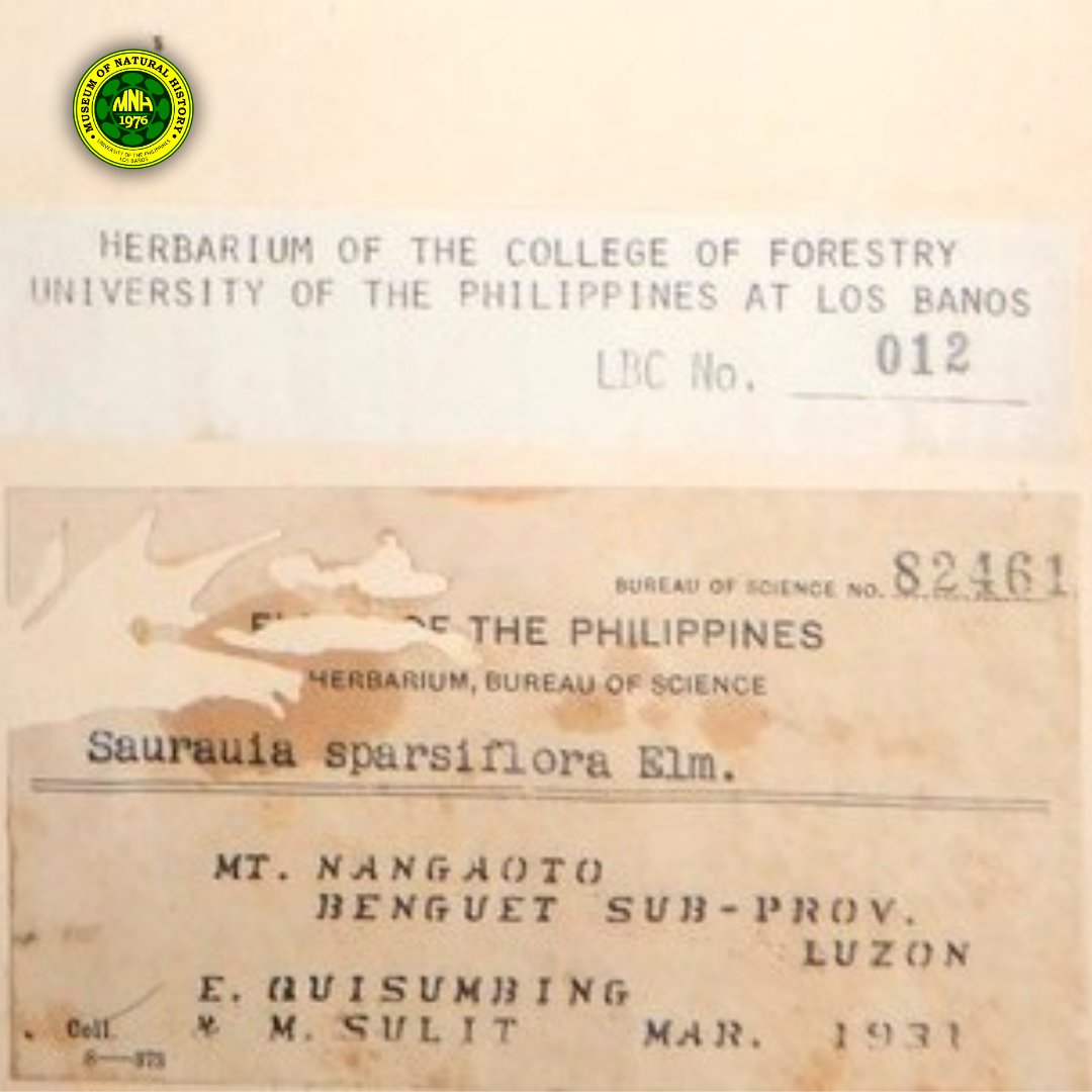UPLB Museum of Natural History tweet media