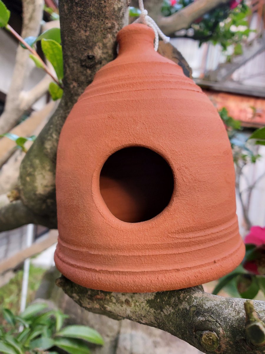 紫のサイネリアが満開😊今日は鳥の餌箱をやっと山茶花の樹木に設置した‼️早く小鳥に気づいて欲しい😊メジロとか早く来ないかなぁ♥️ 主人の帰宅より待ち遠しい😁楽しみがまた増えた🎵 #鳥が先か主人が先か　#鳥の餌箱　#サイネリア満開　#春一番　#春の花