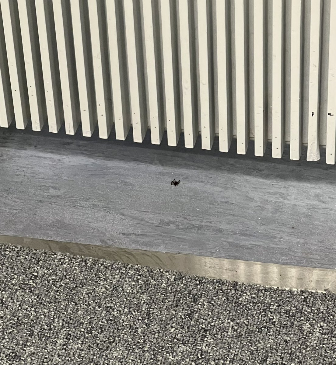 uglyfelix's tweet photo. Keimo🕷️ on edelleen passissa. Hiljaista on kuulemma ollut. Sanoo olevansa laktovegaani nykyään ja menevänsä viikonloppuna ranskankielenkurssille. Meinaa muuttaa Berliiniin kesällä. https://t.co/gCN3ojWEVK
