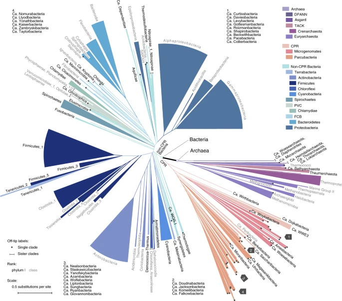 Phylogenomics of 10,575 genomes reveals evolutionary proximity between domains Bacteria and Archaea