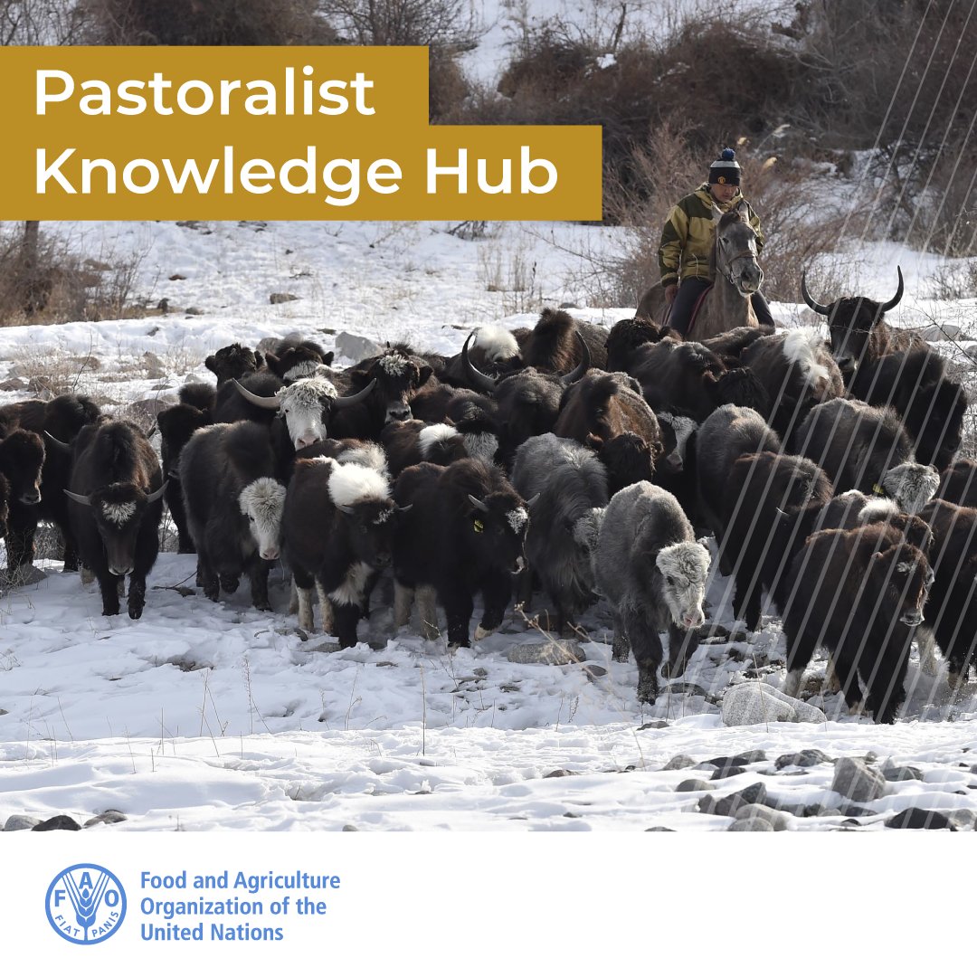 Pastoralists are key to food security in areas such as drylands, highlands, wetlands, and shrublands where crop production is difficult. 👉 Read more on #pastoralism: bit.ly/1DL9wHr