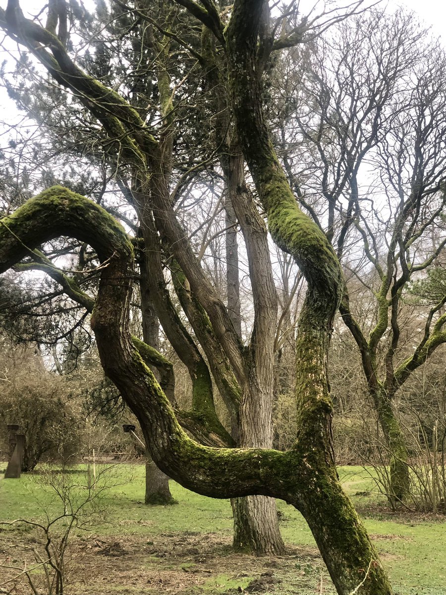 Tacitussi's tweet image. Good Morning … yesterdays walk through the botanical garden in Rodenkirchen. The trees are wonderful. And daffodils are blooming. 

Yesterday evening I was baking two recipes. I want cookies. Today I will go to Ikea. I have a good time!

#happyfridayeveryone 
#weekendiscoming