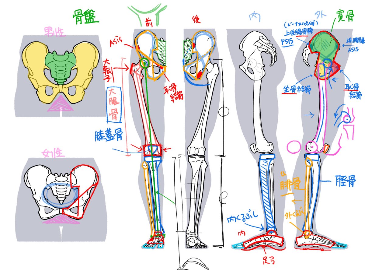 「初めてのアナトミー 3日で学ぶ骨の基本」は全身の骨格の基本構造を解説。体表写真から観察できる骨を結んで、骨格を推測します。今回から、運営さんが存続する限り無期限視聴となりました。どうぞよろしくお願いします。 