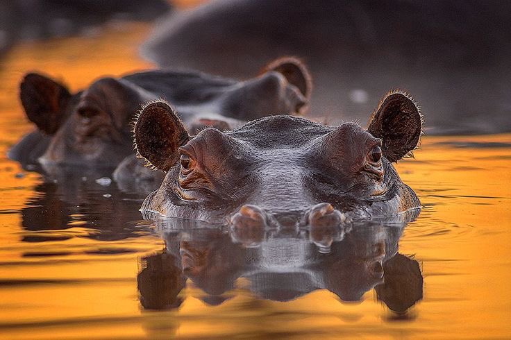 Uganda is a Hippo Haven!
Uganda boasts the second-largest hippo population in Africa, with an estimated 4,000 individuals. Queen Elizabeth National Park and Murchison Falls National Park are prime locations to spot these fascinating creatures.
#factualfriday #exploreuganda