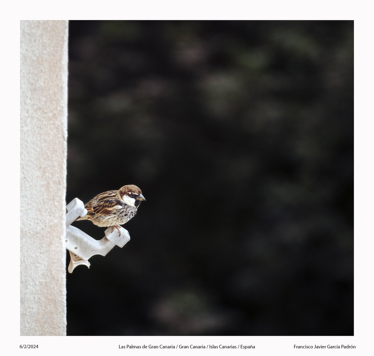 #BuenosDías #FotografíaAves #Pájaro #GorriónComún #Color #LasPalmasdeGranCanaria #GranCanaria #IslasCanarias #España